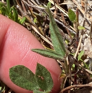 Grona varians at Mount Taylor - 19 Nov 2023