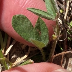 Grona varians at Mount Taylor - 19 Nov 2023 03:44 PM