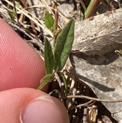 Grona varians at Mount Taylor - 19 Nov 2023 03:44 PM