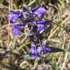 Ajuga australis (Austral Bugle) at Kambah, ACT - 19 Nov 2023 by Tapirlord