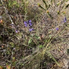 Ajuga australis at Mount Taylor - 19 Nov 2023