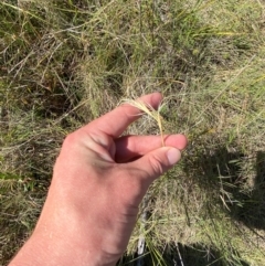 Anthosachne scabra (Common Wheat-grass) at Kambah, ACT - 19 Nov 2023 by Tapirlord