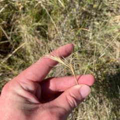 Anthosachne scabra at Mount Taylor - 19 Nov 2023 03:30 PM