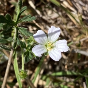 Geranium sp. Narrow lobes (G.S.Lorimer 1771) Vic. Herbarium at Mount Taylor - 19 Nov 2023 03:29 PM