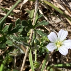 Geranium sp. Narrow lobes (G.S.Lorimer 1771) Vic. Herbarium at Mount Taylor - 19 Nov 2023