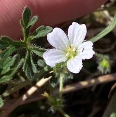 Geranium sp. Narrow lobes (G.S.Lorimer 1771) Vic. Herbarium at Mount Taylor - 19 Nov 2023 03:29 PM