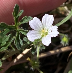 Geranium sp. Narrow lobes (G.S.Lorimer 1771) Vic. Herbarium at Mount Taylor - 19 Nov 2023 03:29 PM