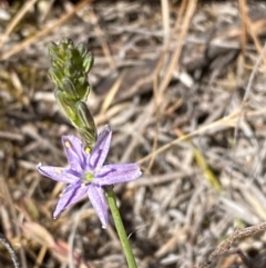 Caesia calliantha (Blue Grass-lily) at Kambah, ACT - 19 Nov 2023 by Tapirlord