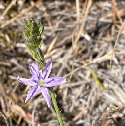 Caesia calliantha (Blue Grass-lily) at Kambah, ACT - 19 Nov 2023 by Tapirlord