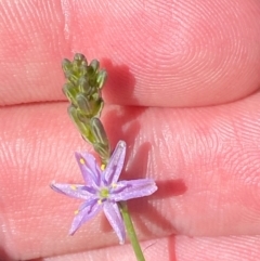 Caesia calliantha at Mount Taylor - 19 Nov 2023 03:24 PM