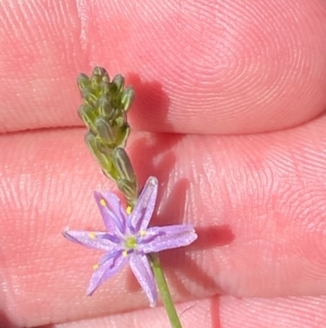 Caesia calliantha at Mount Taylor - 19 Nov 2023