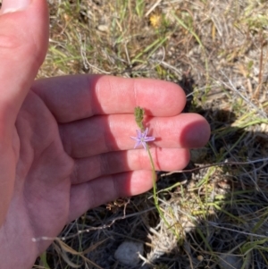 Caesia calliantha at Mount Taylor - 19 Nov 2023