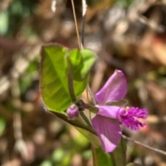 Polygala japonica (Dwarf Milkwort) at Kambah, ACT - 19 Nov 2023 by Tapirlord