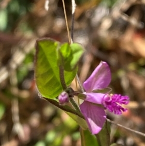 Polygala japonica at Mount Taylor - 19 Nov 2023