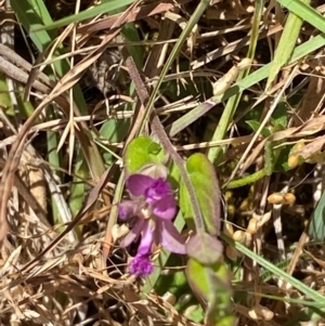 Polygala japonica at Mount Taylor - 19 Nov 2023