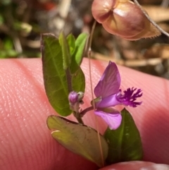 Polygala japonica at Mount Taylor - 19 Nov 2023