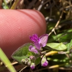 Polygala japonica at Mount Taylor - 19 Nov 2023