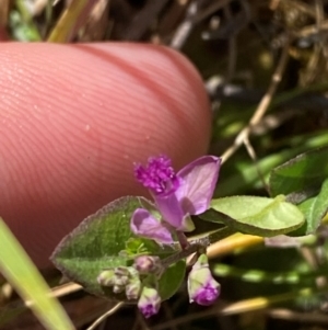 Polygala japonica at Mount Taylor - 19 Nov 2023