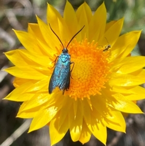 Xerochrysum viscosum at Mount Taylor - 19 Nov 2023