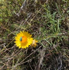 Xerochrysum viscosum at Mount Taylor - 19 Nov 2023