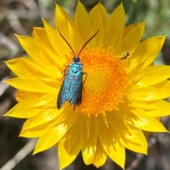 Pollanisus (genus) (A Forester Moth) at Kambah, ACT - 19 Nov 2023 by Tapirlord