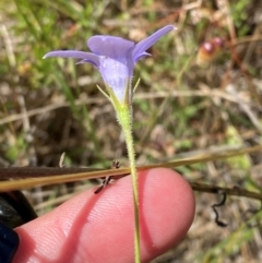Wahlenbergia stricta subsp. stricta (Tall Bluebell) at Kambah, ACT - 19 Nov 2023 by Tapirlord