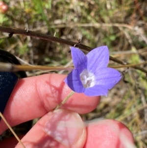 Wahlenbergia stricta subsp. stricta at Mount Taylor - 19 Nov 2023