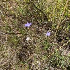 Wahlenbergia stricta subsp. stricta at Mount Taylor - 19 Nov 2023