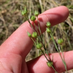 Linum marginale (Native Flax) at Mount Taylor - 19 Nov 2023 by Tapirlord