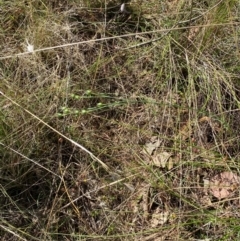 Linum marginale at Mount Taylor - 19 Nov 2023