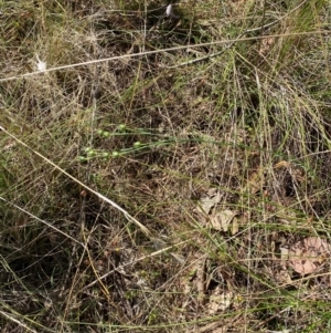 Linum marginale at Mount Taylor - 19 Nov 2023