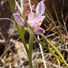 Diuris dendrobioides (Late Mauve Doubletail) at Mount Taylor - 19 Nov 2023 by Tapirlord