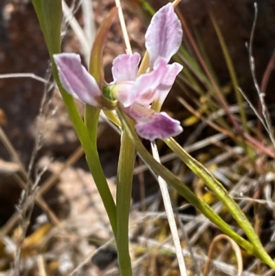 Diuris dendrobioides (Late Mauve Doubletail) by Tapirlord
