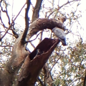 Callocephalon fimbriatum (identifiable birds) at Mount Painter - 24 Dec 2023