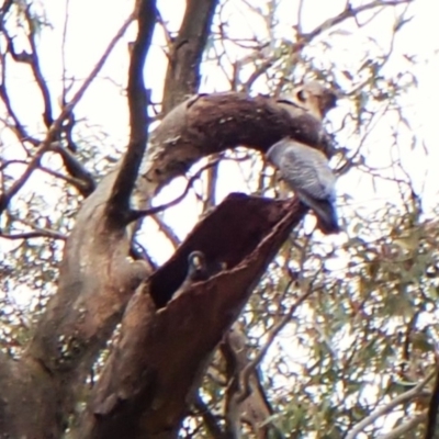 Callocephalon fimbriatum (identifiable birds) (Gang-gang Cockatoo (named birds)) at Cook, ACT - 23 Dec 2023 by CathB