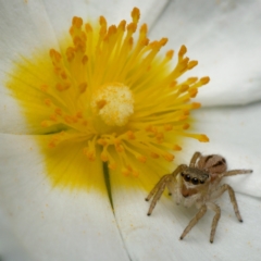 Opisthoncus sexmaculatus (Six-marked jumping spider) at Downer, ACT - 24 Dec 2023 by RobertD