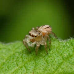 Opisthoncus sexmaculatus at Downer, ACT - 24 Dec 2023