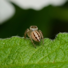 Opisthoncus sexmaculatus at Downer, ACT - 24 Dec 2023