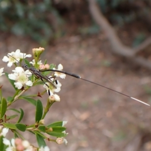 Gasteruption sp. (genus) at Cook, ACT - 19 Dec 2023