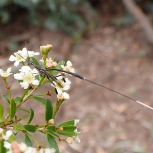 Gasteruption sp. (genus) at Cook, ACT - 19 Dec 2023