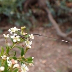 Gasteruption sp. (genus) at Cook, ACT - suppressed