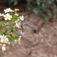 Gasteruption sp. (genus) at Cook, ACT - 19 Dec 2023