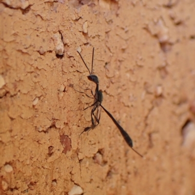 Gasteruption sp. (genus) (Gasteruptiid wasp) at Cook, ACT - 17 Dec 2023 by CathB