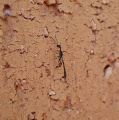 Gasteruption sp. (genus) at Cook, ACT - 17 Dec 2023