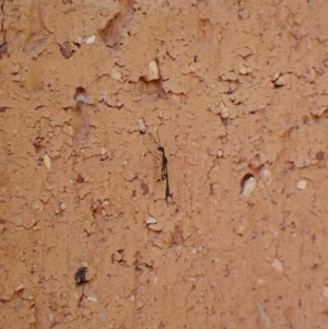 Gasteruption sp. (genus) at Cook, ACT - 17 Dec 2023
