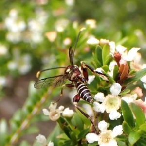 Labena sp. (genus) at Cook, ACT - suppressed