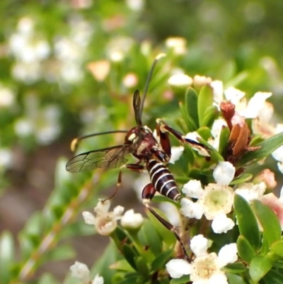 Labena sp. (genus) (An ichneumon wasp) at Cook, ACT - 18 Dec 2023 by CathB