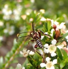 Labena sp. (genus) (An ichneumon wasp) at Cook, ACT - 18 Dec 2023 by CathB