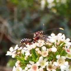 Labena sp. (genus) at Cook, ACT - suppressed