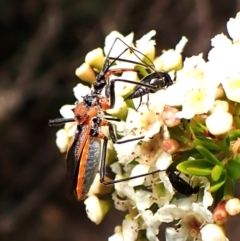 Gminatus australis (Orange assassin bug) at Cook, ACT - 18 Dec 2023 by CathB